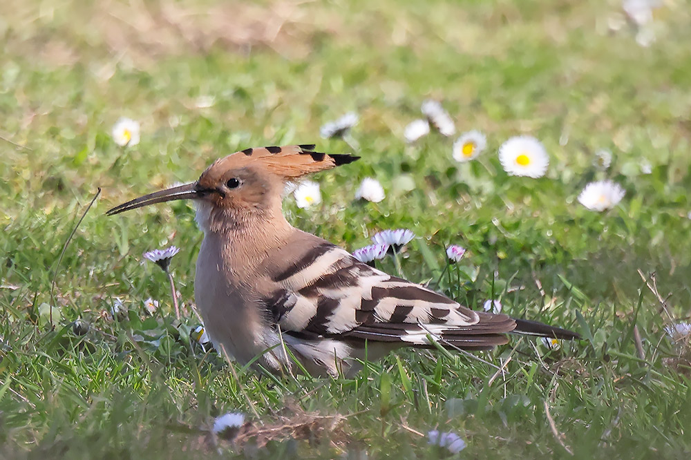Hoopoe